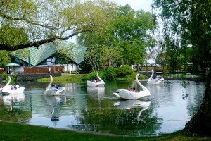 Swans at Centre Island