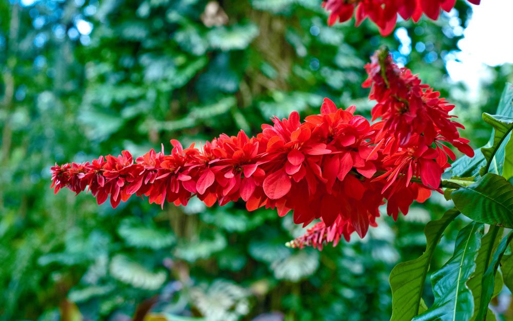 chaconia-national-flower-trinidad